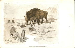 Buffalo Protecting Calf Postcard