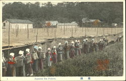 Japanese Tea Pickers Asian Postcard Postcard