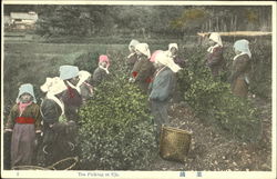 Tea Picking At Uji Postcard