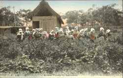 Women Picking Up Tea-Leaves Postcard