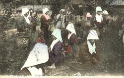 Weighing Tea-Leaves Picked Up By Employed Women Postcard