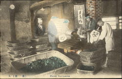 Firing Tea-Leaves Postcard