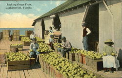 Packing Grape Fruit Jacksonville, FL Black Americana Postcard Postcard