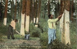 Chipping The Pine Tree And Dipping Gum On Turpentine Farm Florida Black Americana Postcard Postcard