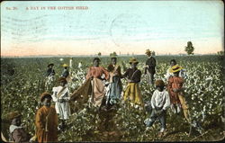 A Day In The Cotton Field Black Americana Postcard Postcard