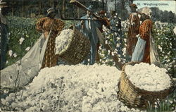 Weighing Cotton Postcard