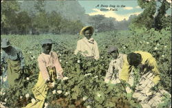 A Busy Day In The Cotton Field Postcard