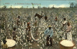 A Southern Cotton Plantation Postcard