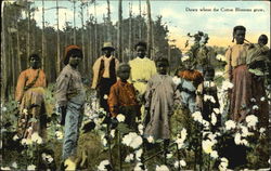 Down Where The Cotton Blossoms Grow Postcard