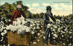 In The Land Of King Cotton Postcard