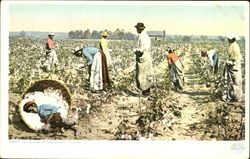 In The Land Of King Cotton Picking Postcard