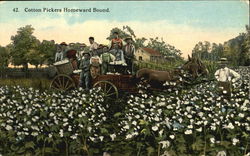 Cotton Pickers Homeward Bound Postcard