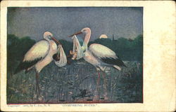 Black & White Babies Storks Comparing Notes Postcard Postcard