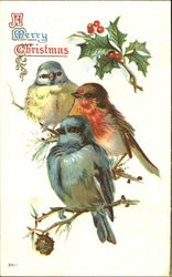 A Merry Christmas Birds Postcard