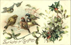 Best Wishes For Christmas Birds Postcard