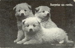 Surprise Us-Write Postcard