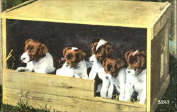 Puppies in Crate Postcard