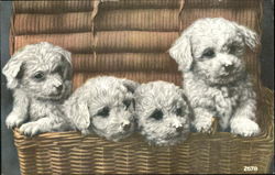 White Puppies in Basket Postcard