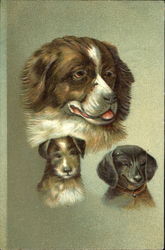 Portrait of Dogs Postcard Postcard