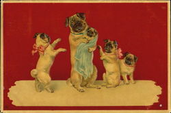 Pugs Dogs Postcard Postcard