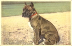 Boxer Postcard