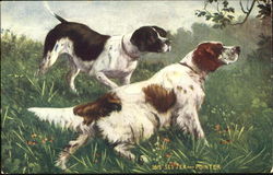 Setter And Pointer Postcard