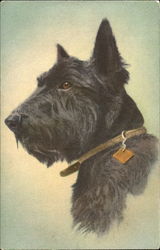 Scotch Terrier Scottish Terriers Postcard Postcard