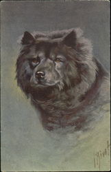 Chow-Chow Postcard