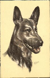 Alsatian Berger D'Alsace Schaferhund Postcard