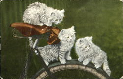 Kittens Postcard