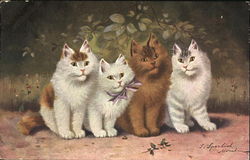 Cats In a Row Postcard Postcard