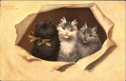 Kittens peeking through wrapping paper Postcard