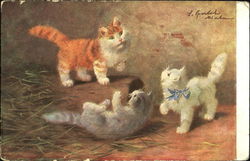 Kittens playing on step Postcard