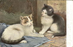 Cats in Barn Postcard