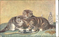 Three Cats and a Mirror Postcard Postcard