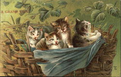 A Grand View Cats Postcard Postcard