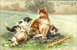 Birthday Greetings Cats Postcard Postcard