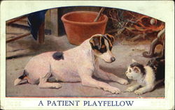 A Patient Playfellow Cats Postcard Postcard