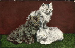 Kittens Postcard