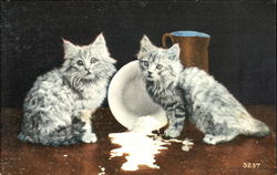 Cats with Spilt Milk Postcard