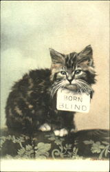 Born Blind Cats Postcard Postcard