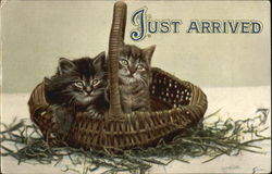 Just Arrived Cats Postcard Postcard