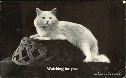 Watching For You Cats Postcard Postcard