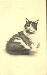 Sitting Cat Postcard