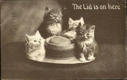 The Lid Is On Here Cats Postcard Postcard