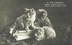 In The Library Cats Postcard Postcard