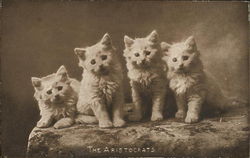 The Aristocrats Cats Postcard Postcard