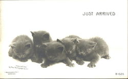 Just Arrived Cats Postcard Postcard