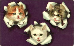 Kittens with Heads through wrapping paper Cats Postcard Postcard