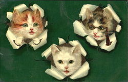 Kittens in Wrapping Paper Cats Postcard Postcard